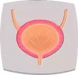 المثانة Bladder