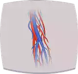 الأوردة Veins Blood vessels الأوعية الدموية