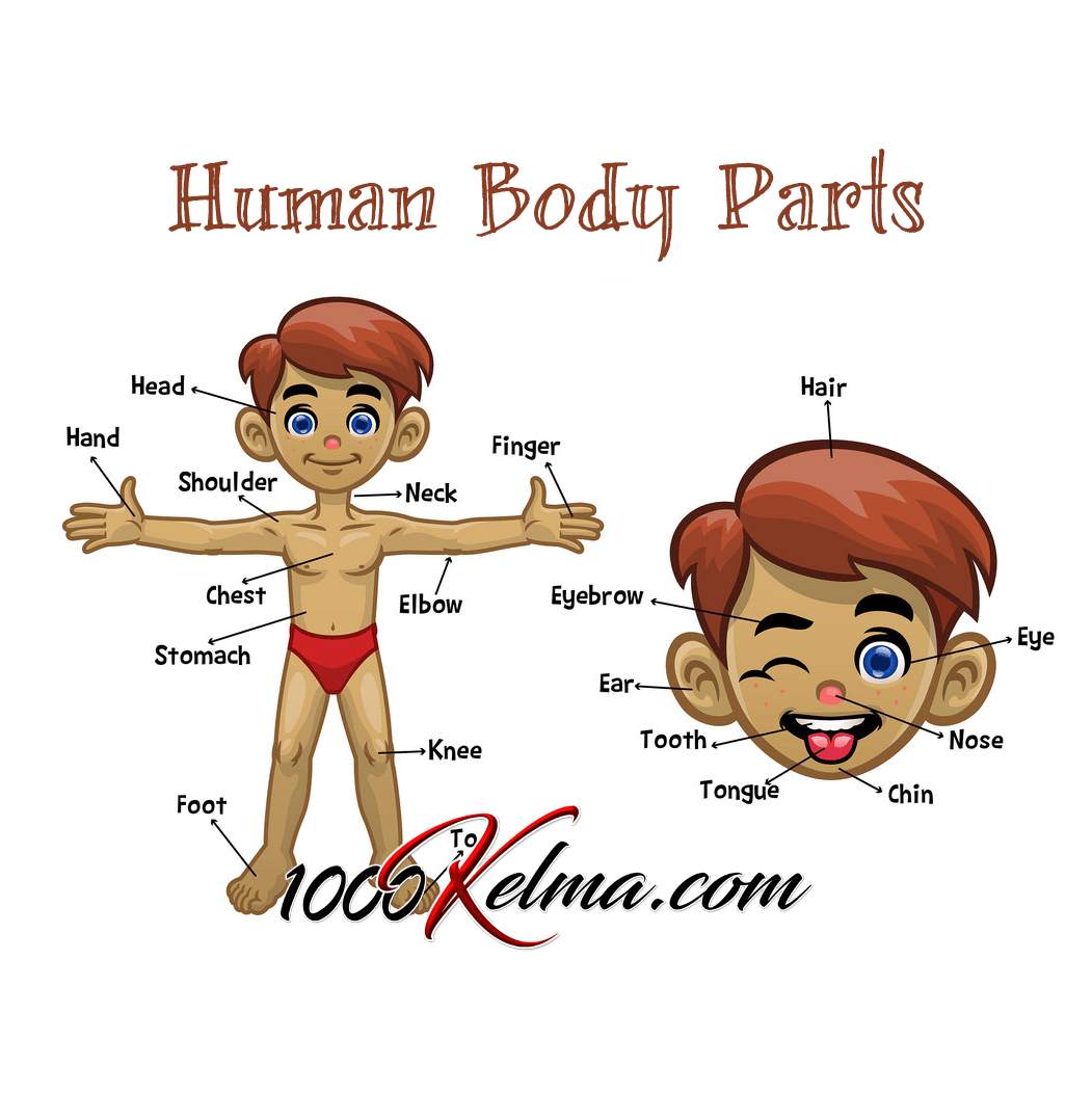 أجزاء جسم الانسان Human Body Parts