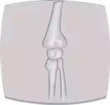 العظم Bone