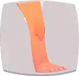 Leg رجل / ساق