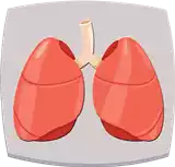 الرئة Lung