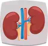 الكلية Kidney