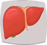 الكبد Liver