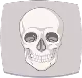 الجمجمة Skull