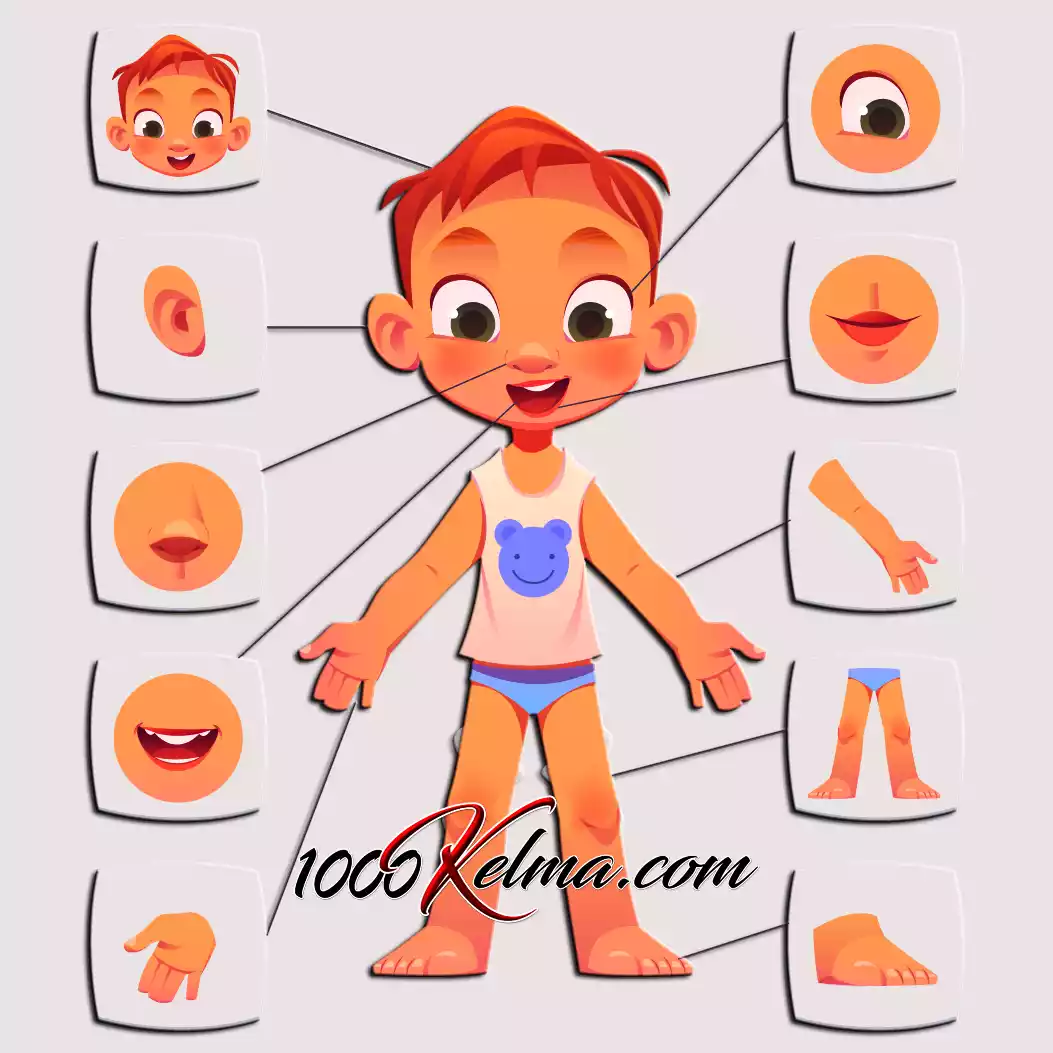 أجزاء الحسم للأطفال || عربي/انجليزي || Parts of The Body