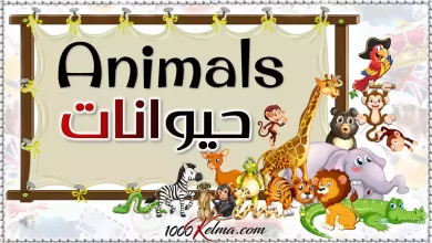 أسماء الحيوانات بالانجليزية Animals [القاموس الناطق المصور]