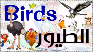 أسماء الطيور بالانجليزية Birds [القاموس الناطق المصور]