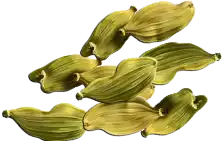 حبهان / هيل Cardamom