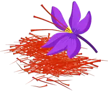 زعفران Saffron