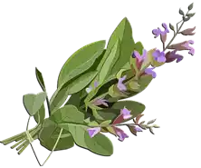 مريميه Sage