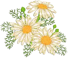 البابونج Chamomile