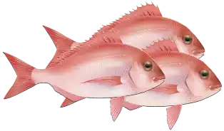 أسماك Fish