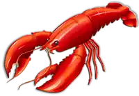 استاكوزا Lobster