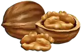 ﺟﻮﺯ (ﻋﻴﻦ ﺍﻟﺠﻤﻞ) Walnut