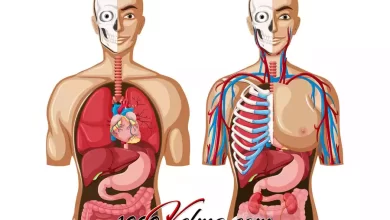 Body Organs