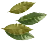 أوراق الغار Bay Leaf