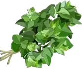 أوريجانو Oregano