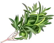 زعتر Thyme