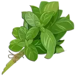 ريحان Basil