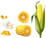 ﺫﺭﺓ Corn