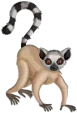 الليمور Lemur