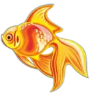 السمكة الذهبية Golden Fish