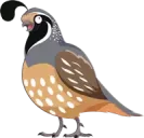 سمان Quail