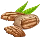 جوز البقان Pecan