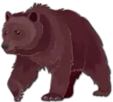 دب Bear