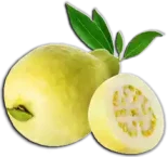 جوافة Guava