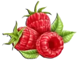 التوت الأحمر Raspberry