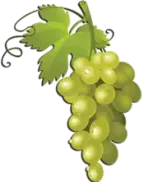 عنب Grapes