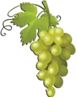 عنب Grapes