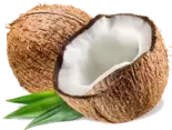 جوز الهند Coconut