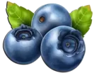 التوت البري Blueberry